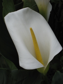 2African_Lily_DM