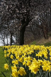 Daffs on The Ring Road_TR