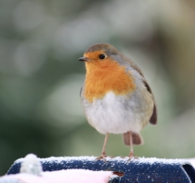 My_Robin_TR
