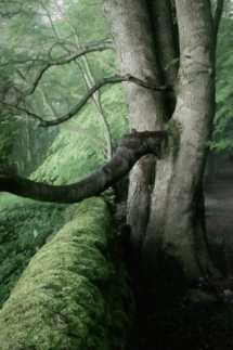 2-roundhay-HD