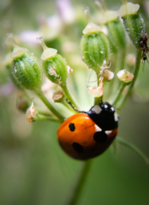 4-macro-HD