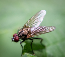 5-macro-HD