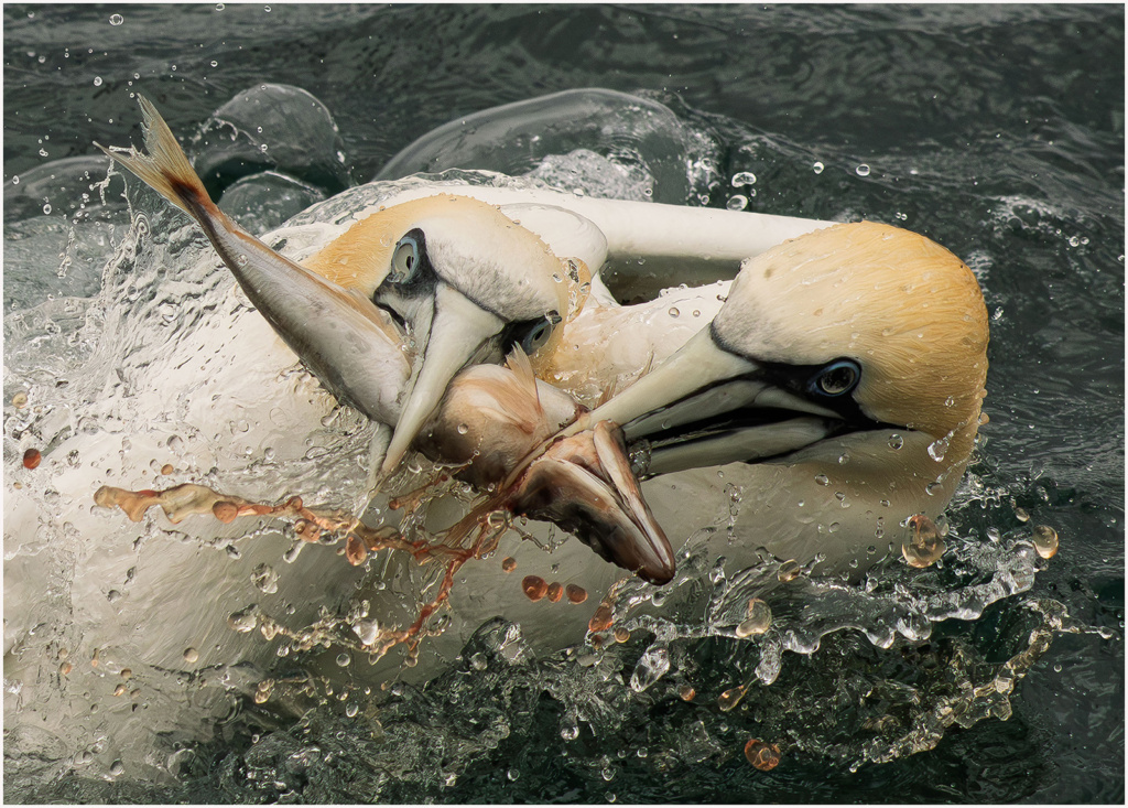 Competition Winner - David Lowe